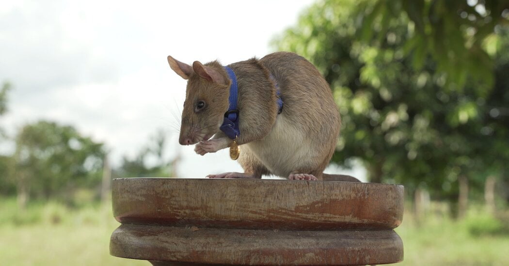 Rat That Sniffs Out Land Mines Receives Award for Bravery