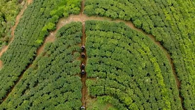 Theresa is one of the first women from her community of tea pickers in Sri Lanka to go to university.