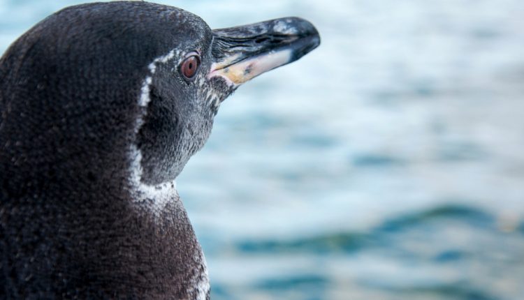 Galapagos sees record rise in penguins, flightless cormorants | Latin America