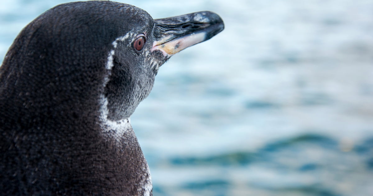 Galapagos sees record rise in penguins, flightless cormorants | Latin America