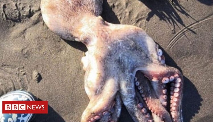 Kamchatka: Pollution killing sea life in Russian far east