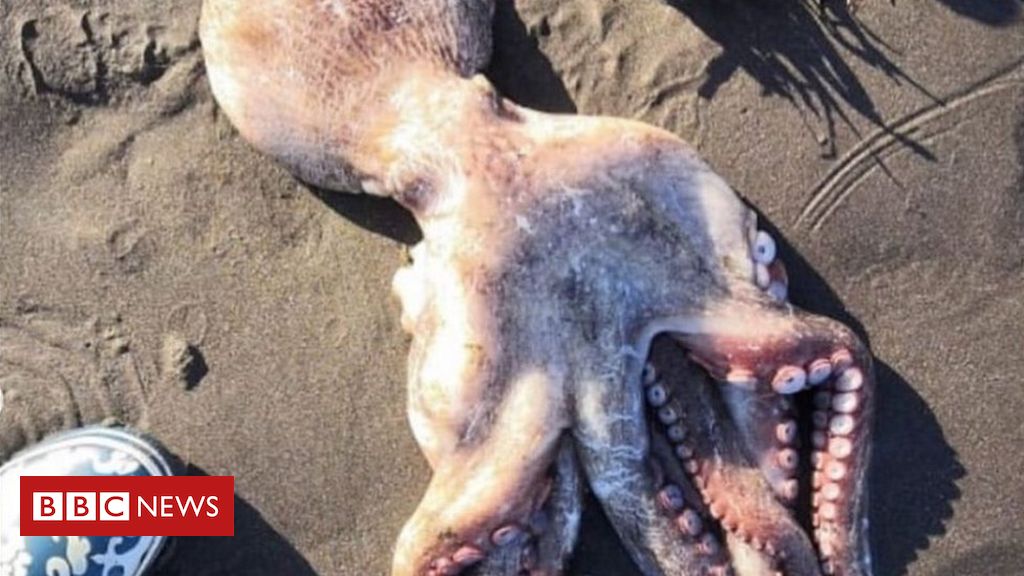 Kamchatka: Pollution killing sea life in Russian far east
