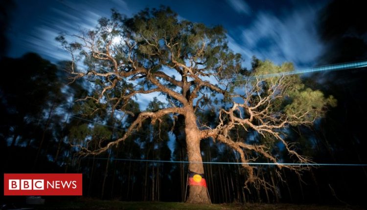 Djab Wurrung tree: Anger over sacred Aboriginal tree bulldozed for highway