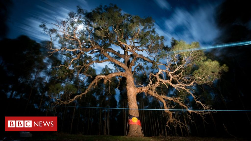Djab Wurrung tree: Anger over sacred Aboriginal tree bulldozed for highway