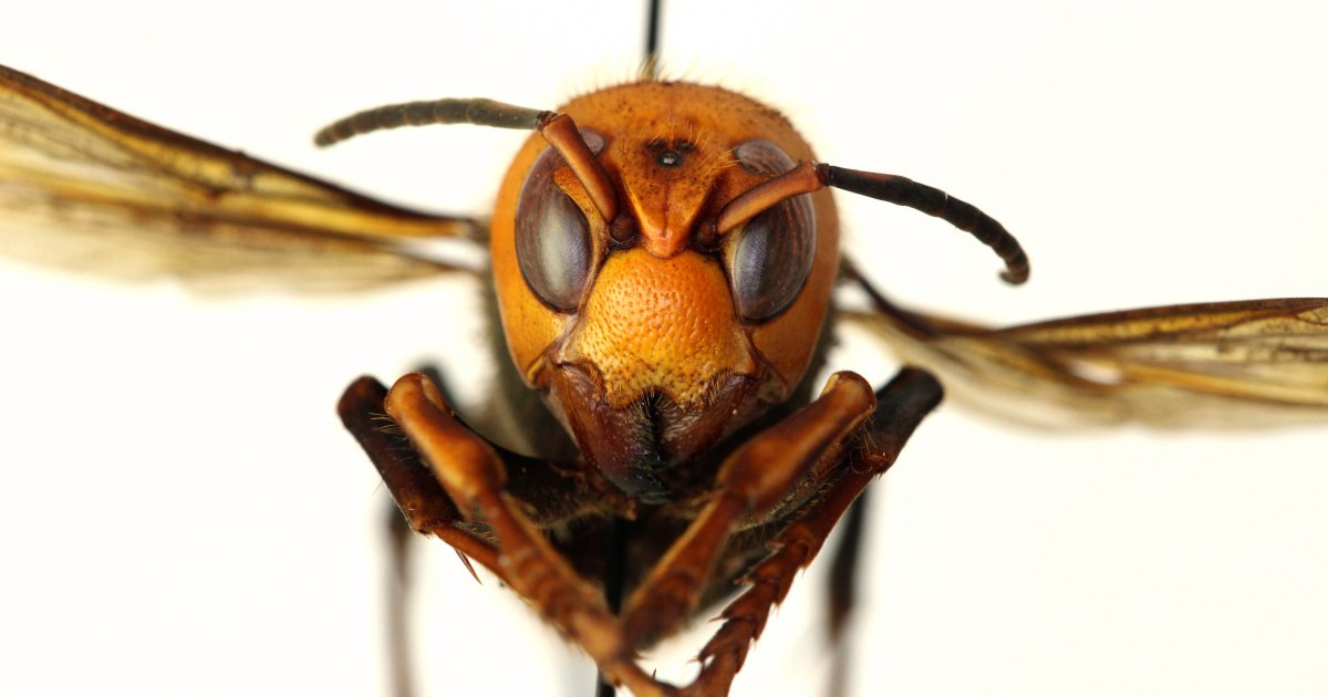 US scientists find country’s first ‘murder hornet’ nest | US & Canada