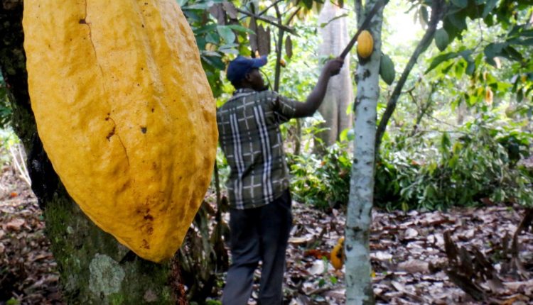 Child labour rising in Ghana and Ivory Coast’s cocoa farms: Study | Ghana News