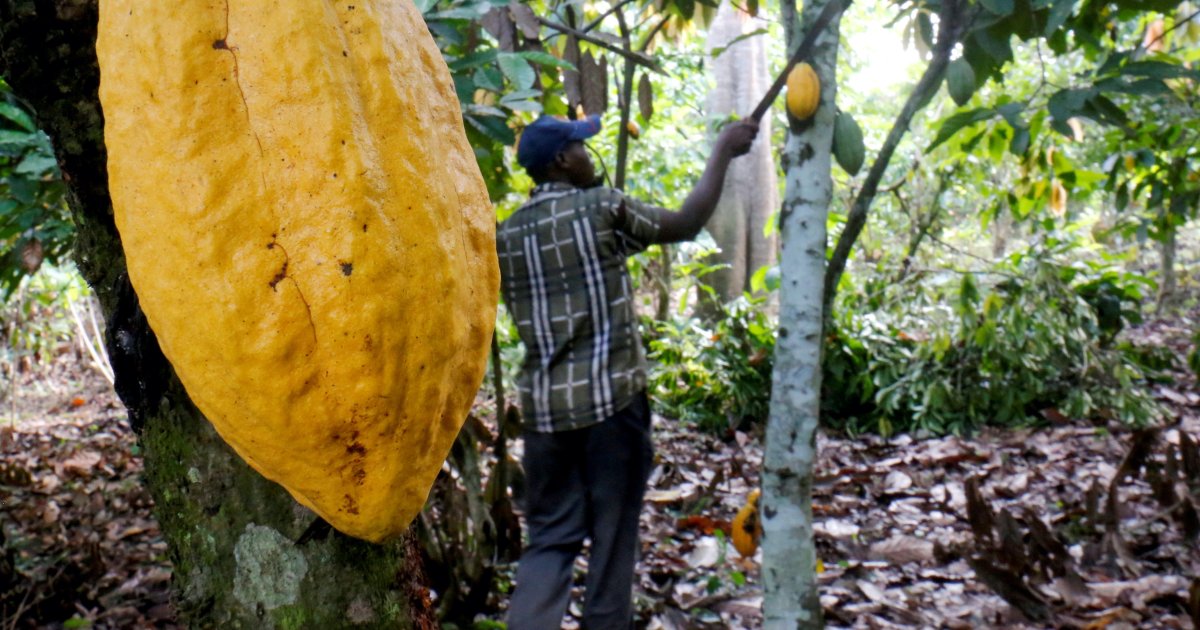 Child labour rising in Ghana and Ivory Coast’s cocoa farms: Study | Ghana News