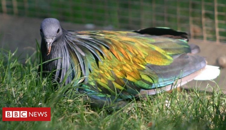 Public's help sought after rare birds stolen from California zoo