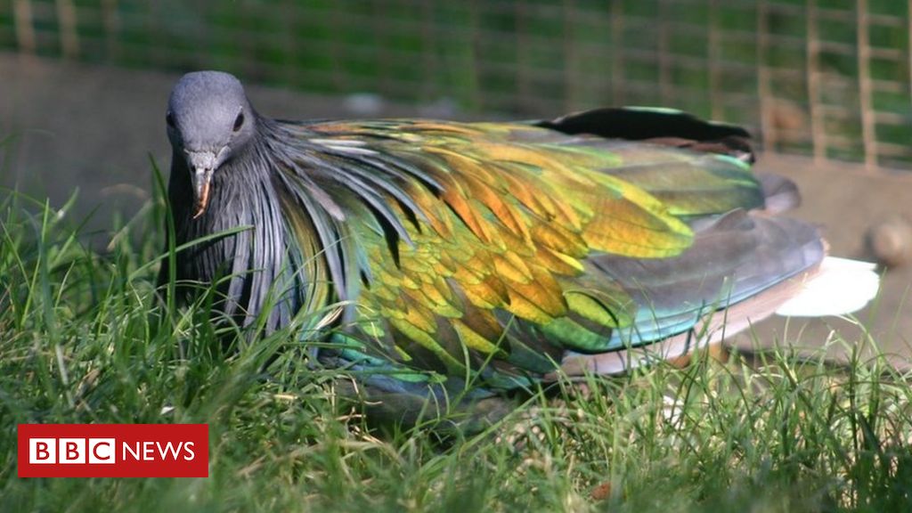 Public's help sought after rare birds stolen from California zoo