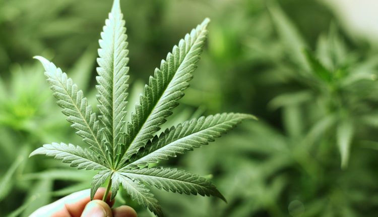 Last minute: The Senate generally approves the recreational use of marijuana in Mexico