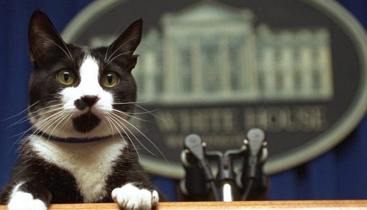 A Cat Is Said to Be Joining the Bidens in the White House