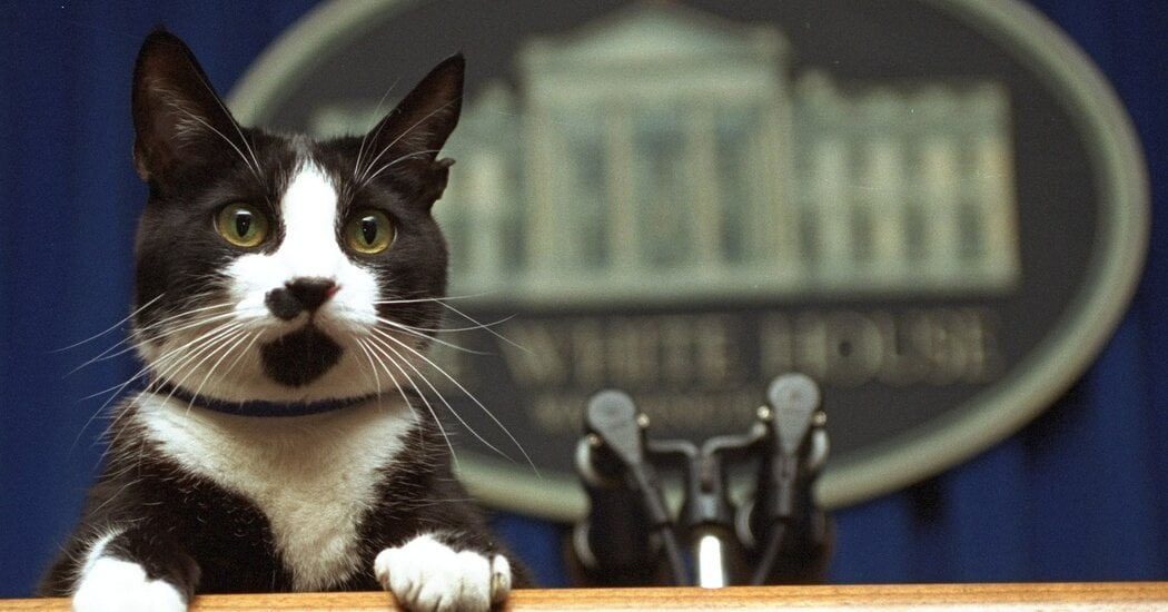 A Cat Is Said to Be Joining the Bidens in the White House