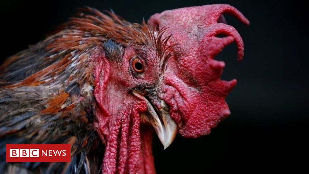 French man guilty of shooting and impaling rowdy rooster