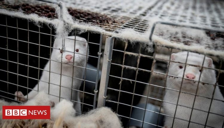Covid: Denmark to dig up millions of mink culled over virus