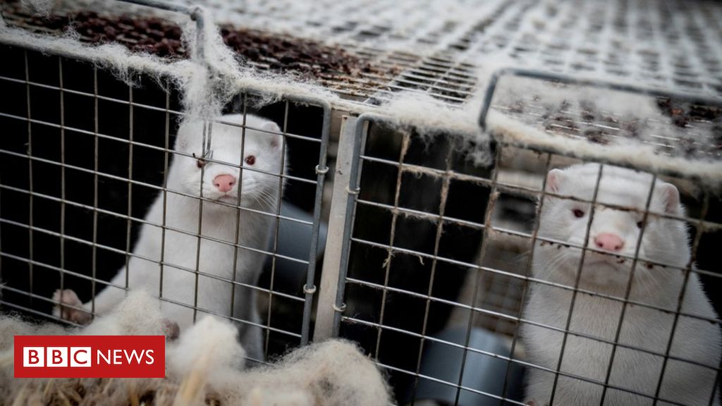 Covid: Denmark to dig up millions of mink culled over virus