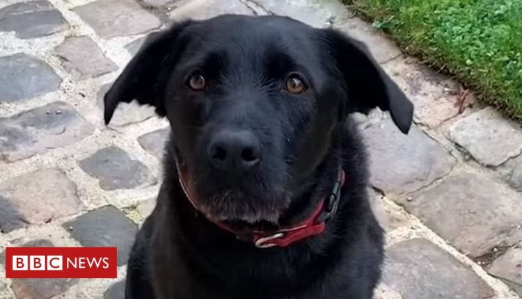 Macron's dog Nemo in video plea to be kind to pets