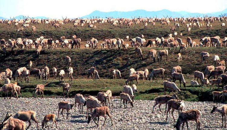 US: Arctic Refuge oil and gas lease sale set for early January | US & Canada