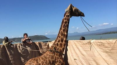 A giraffe stands on a raft