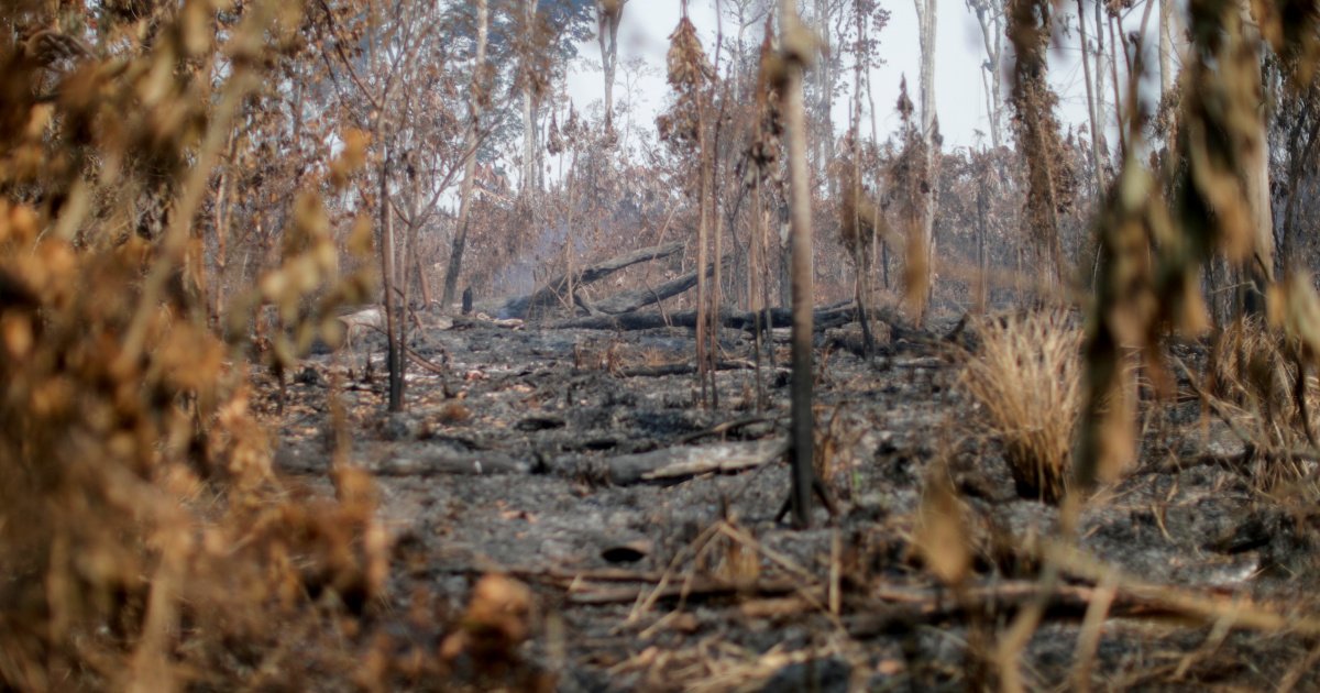 Use pandemic to protect forests, WWF urges consumers, politicians | Climate Change News