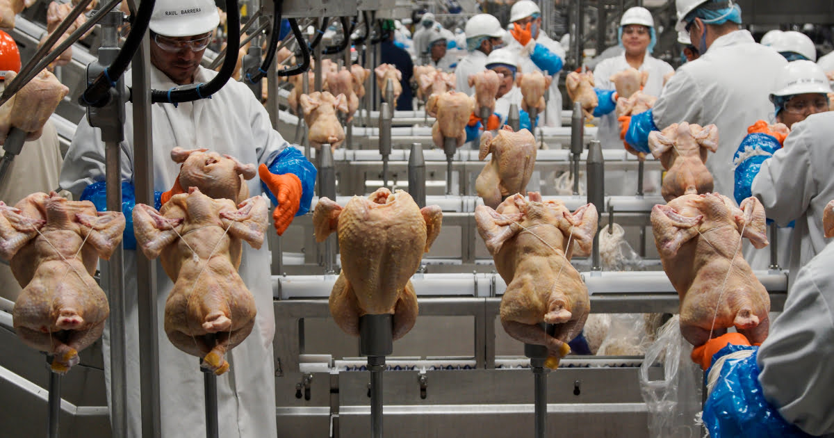 Liquid nitrogen leak at US Georgia poultry plant kills 6 | Workers' Rights News