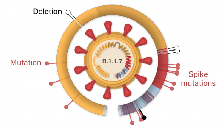 Inside the B.1.1.7 Coronavirus Variant