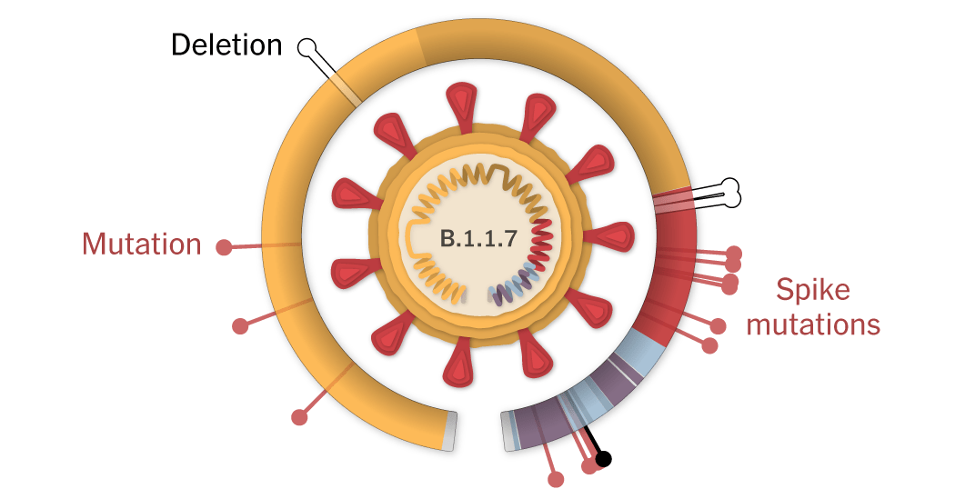 Inside the B.1.1.7 Coronavirus Variant