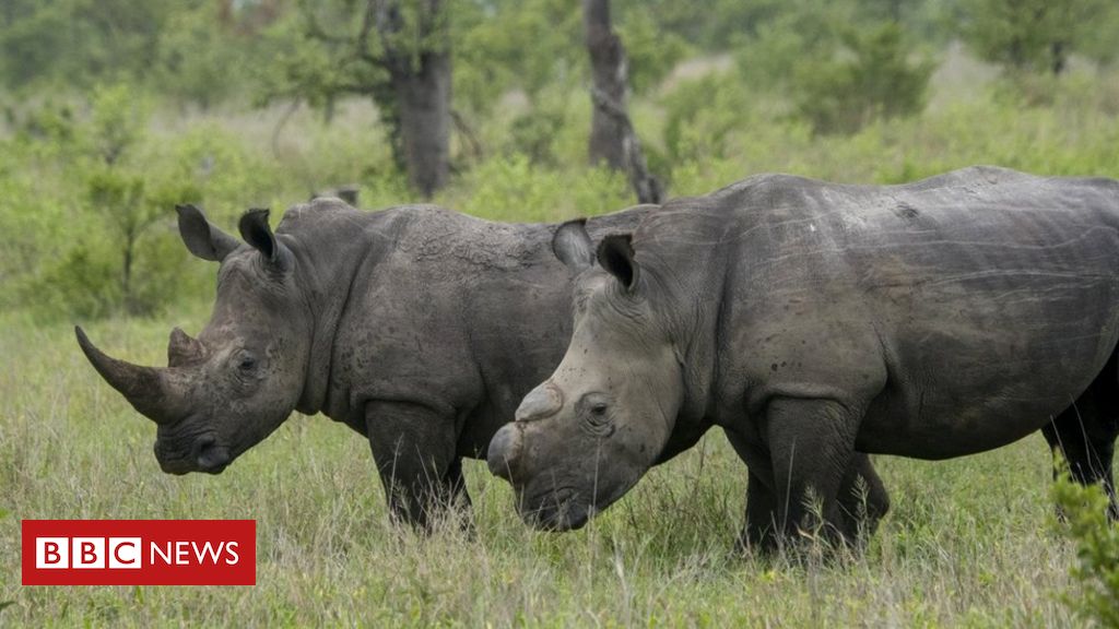 Rhino poaching in South Africa falls during Covid-19 lockdown