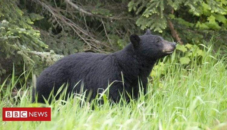 Alaska woman attacked by bear while using toilet