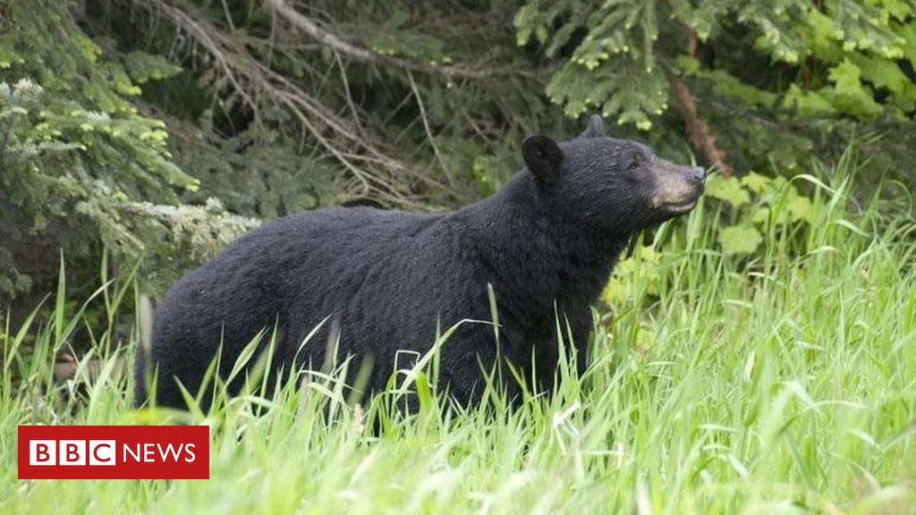 Alaska woman attacked by bear while using toilet