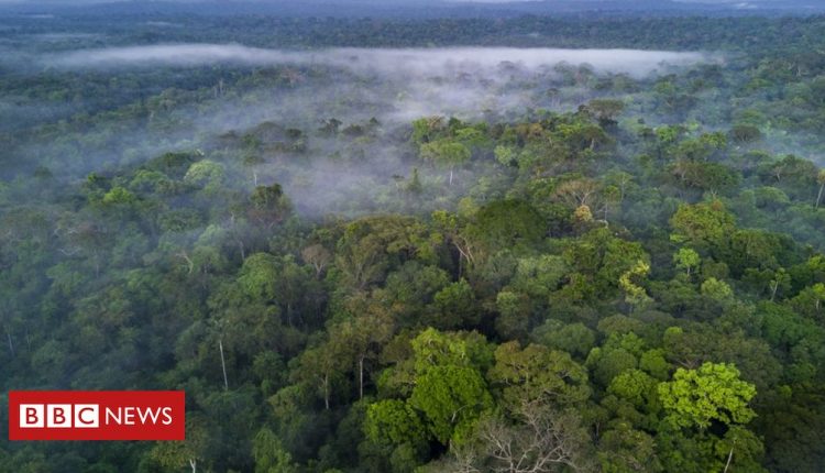 Amazon rainforest plots sold via Facebook Marketplace ads