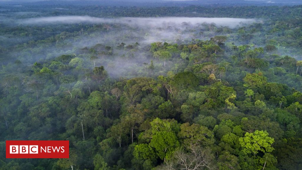 Amazon rainforest plots sold via Facebook Marketplace ads