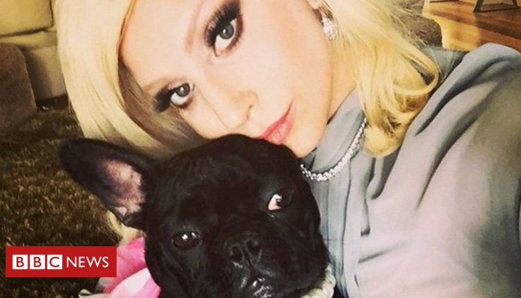 Lady Gaga's dogs found safe after armed robbery