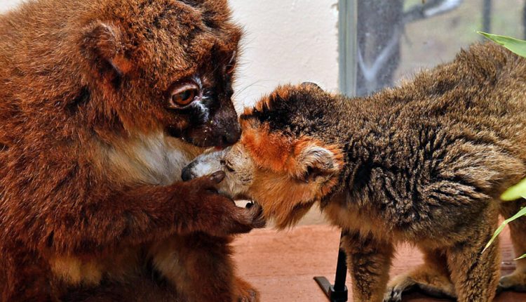 Mature Red-Bellied Lemur Seeks Soul Mate for Cuddles and Grooming