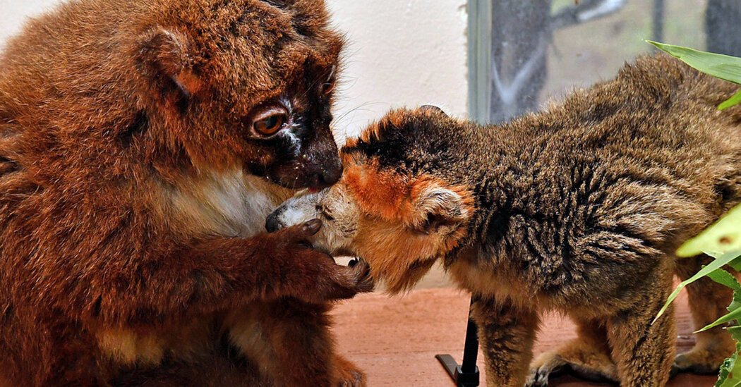 Mature Red-Bellied Lemur Seeks Soul Mate for Cuddles and Grooming